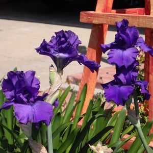 Meet your Posher, Sandra